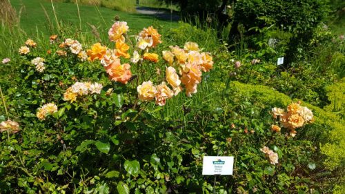 Rosen im Blumenpark von Dehner